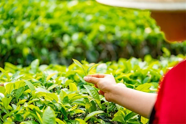 ボタンクローバーの育て方と管理のコツ、たった5つのステップで今日から実践できる