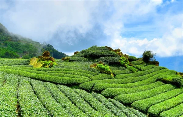 中国野菜の家庭菜園：初心者でも失敗しない育て方と品種選びのコツ