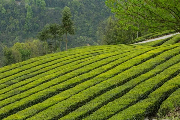 花が咲く植物でプライバシーを確保！裏庭を自分だけの楽園にする6つの方法