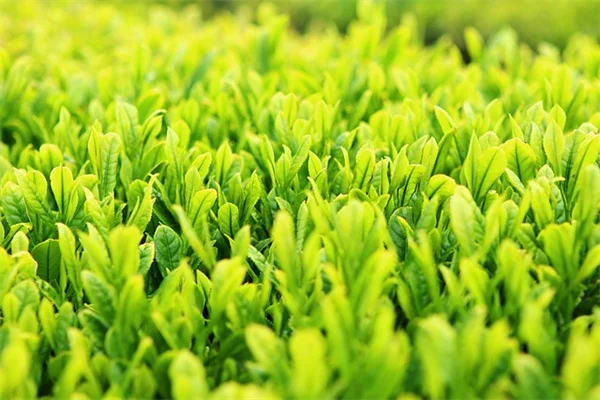 宿根草の株分けで無料で庭を増やす簡単コツ